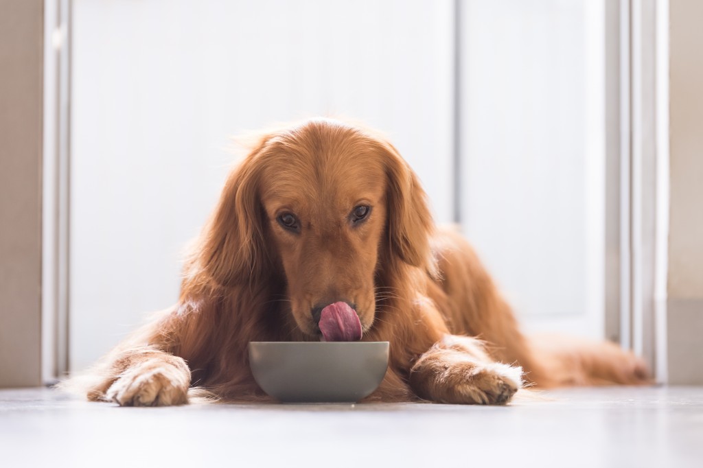 dog with feeding bowl